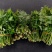 大棚反季节种植香椿芽大量供应