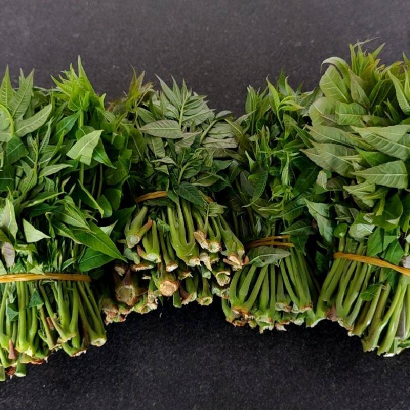 大棚反季节种植香椿芽大量供应