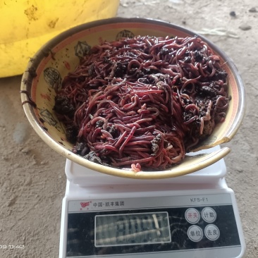 蚯蚓有需要的可以联系我