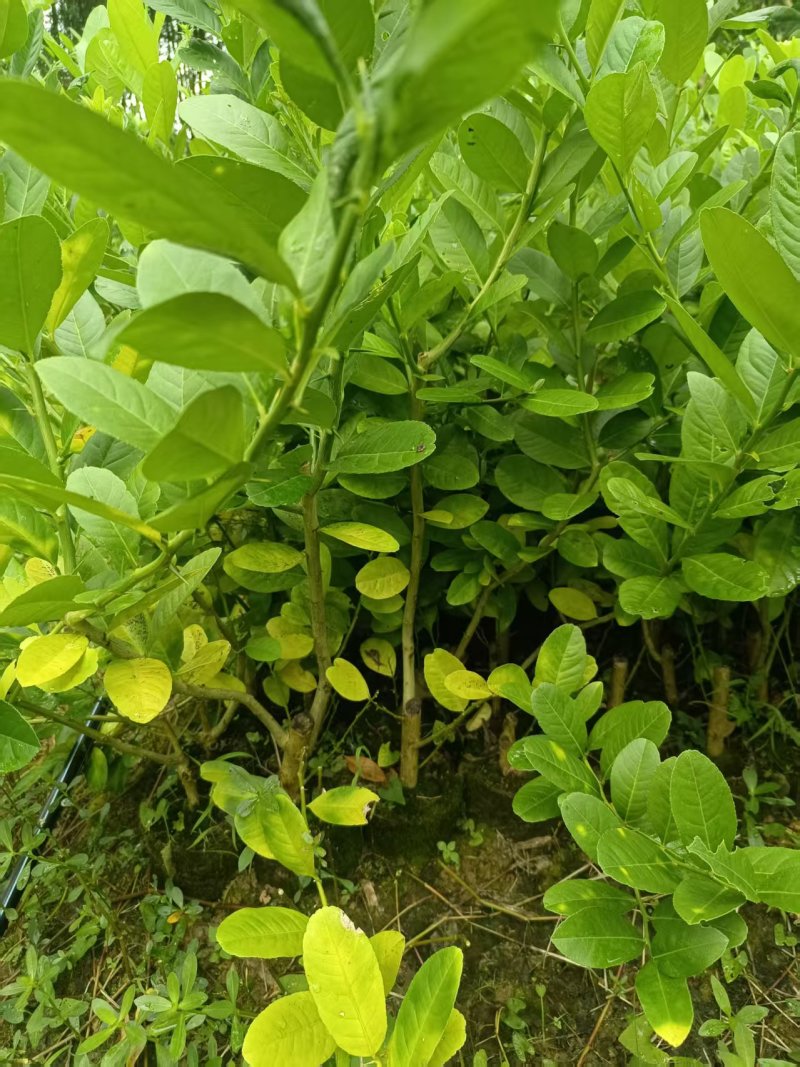 枳壳两年苗，批发零售，上车价两元一株，量大.从优，