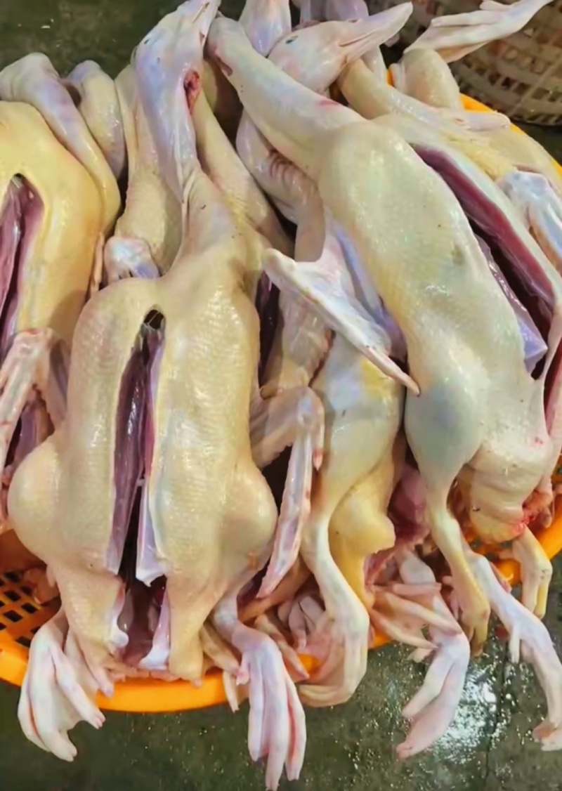 新鲜鸭肉#白鸭/番鸭，每天新鲜产出常年大量供应饭店市场