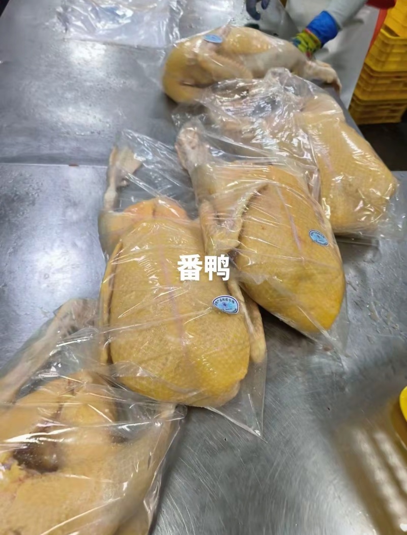 新鲜鸭肉#白鸭/番鸭，每天新鲜产出常年大量供应饭店市场