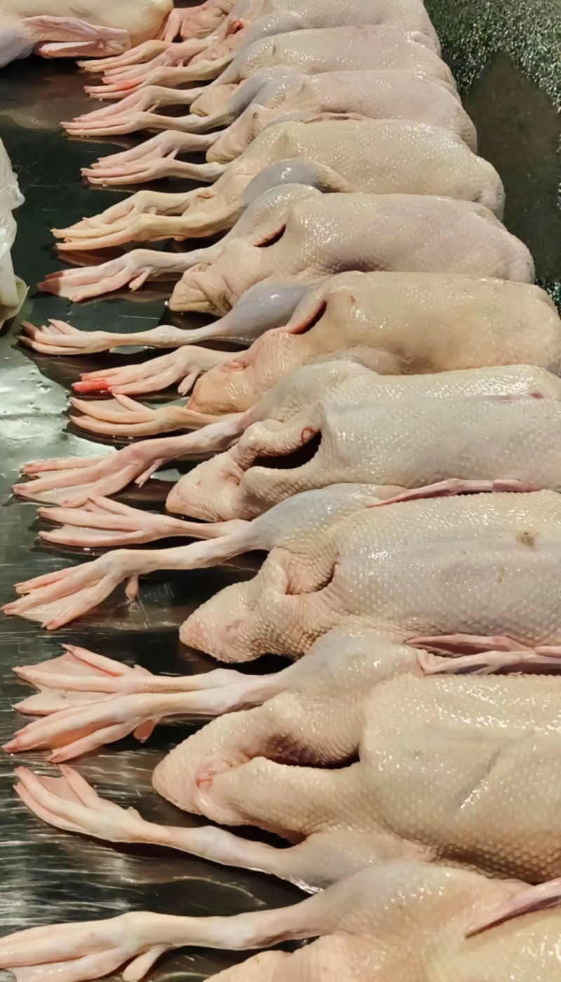 新鲜鸭肉#白鸭/番鸭，每天新鲜产出常年大量供应饭店市场