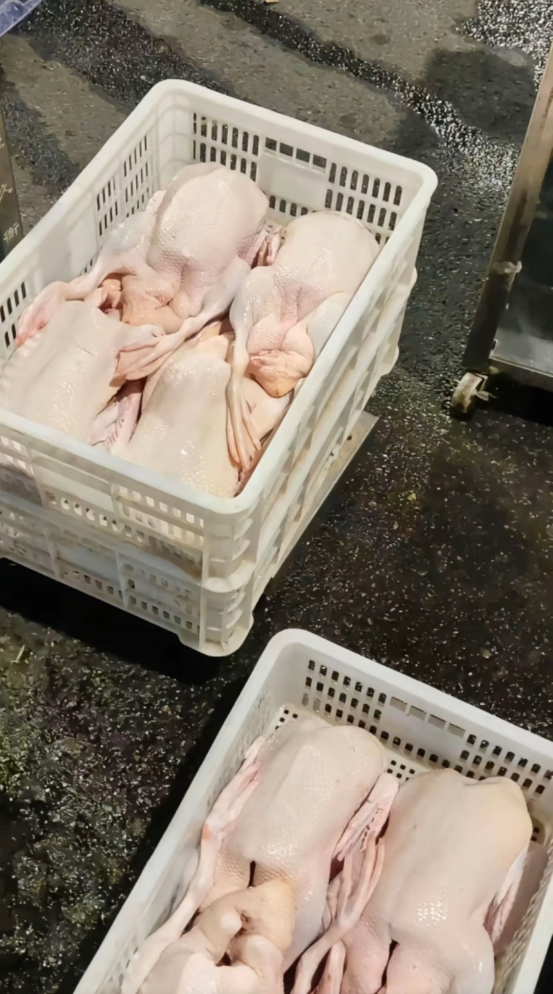 新鲜鸭肉#白鸭/番鸭，每天新鲜产出常年大量供应饭店市场