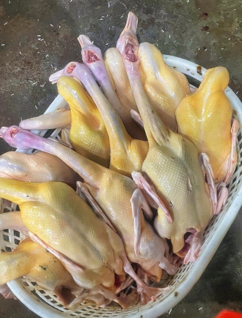 新鲜鸭肉#白鸭/番鸭，每天新鲜产出常年大量供应饭店市场