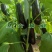 长茄嫁接苗765茄子苗蔬菜苗绿把长茄苗冠红102种苗均有