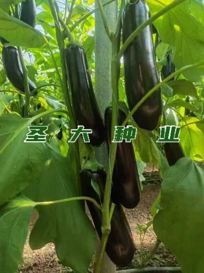 长茄嫁接苗765茄子苗蔬菜苗绿把长茄苗冠红102种苗均有