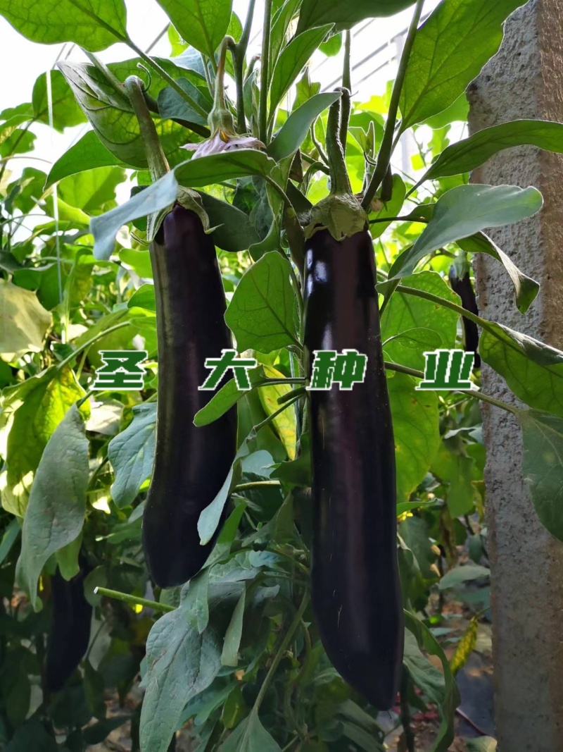 长茄嫁接苗765茄子苗蔬菜苗绿把长茄苗冠红102种苗均有