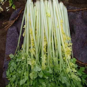 高温大棚马家沟芹菜，