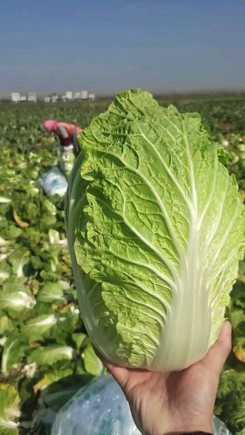 产地直销，黄心大白菜，现采现摘，无烧心，无蚜虫，无黑点。