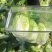 产地直销，黄心大白菜，现采现摘，无烧心，无蚜虫，无黑点。