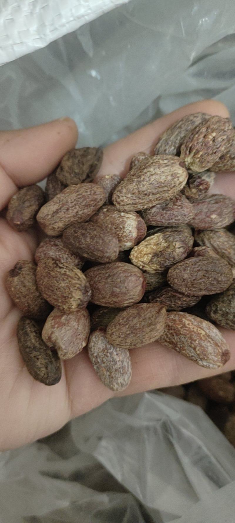 中药材冷背药材榧子仁，实物拍摄货真价实，批发零售量大从优