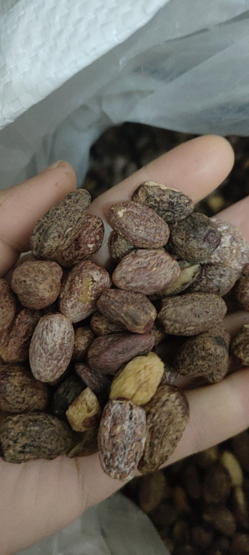 中药材冷背药材榧子仁，实物拍摄货真价实，批发零售量大从优