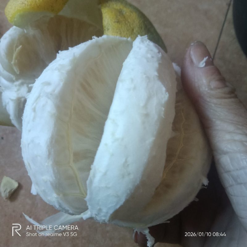 梅州梅县高山黄土沙田柚，纯甜，糖度15左右，皮薄肉厚多汁