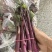 湖北红菜苔