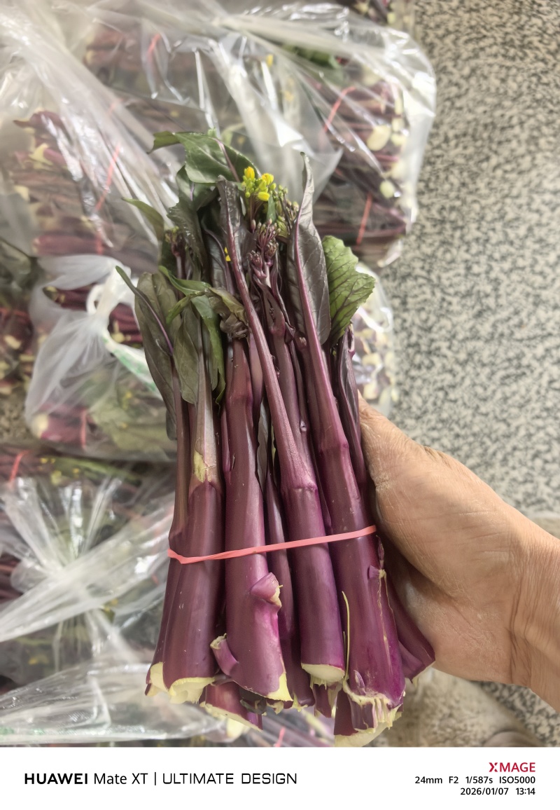 湖北红菜苔