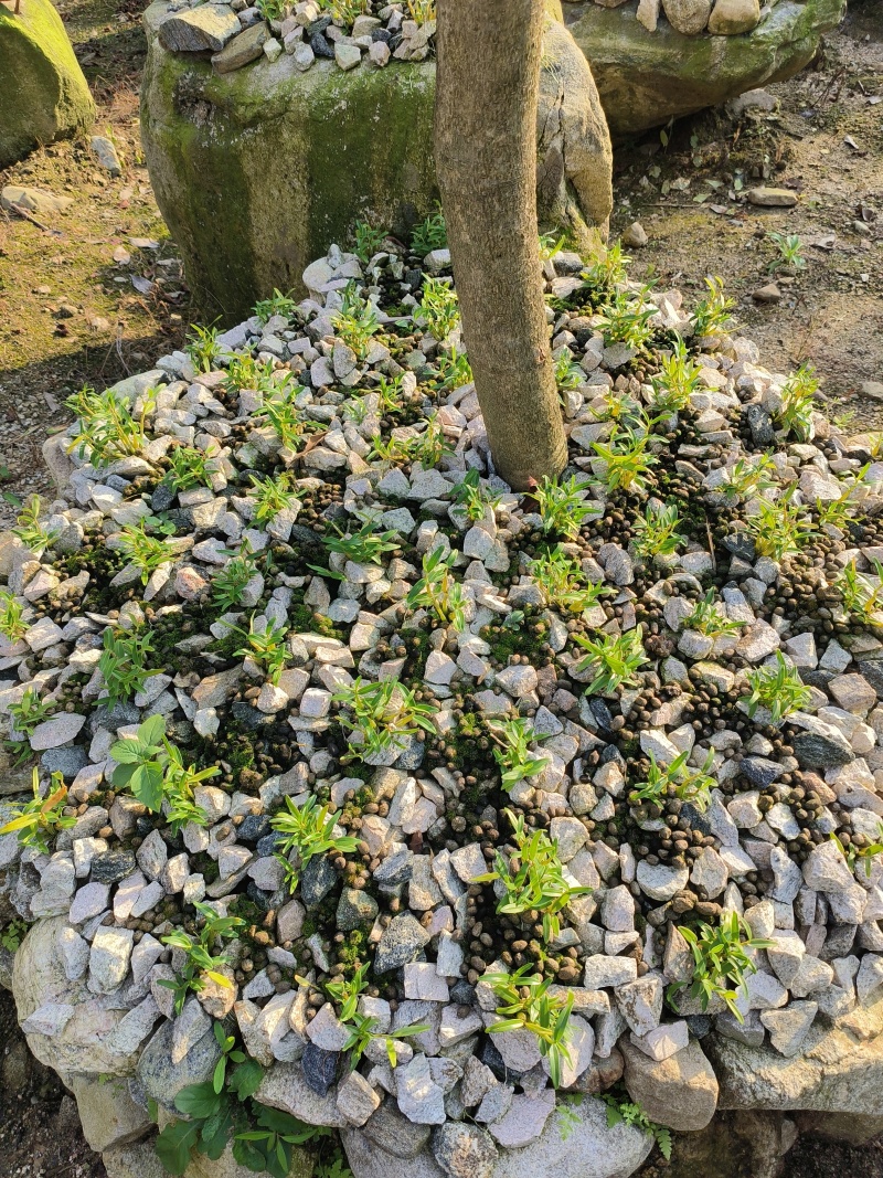 霍山石斛