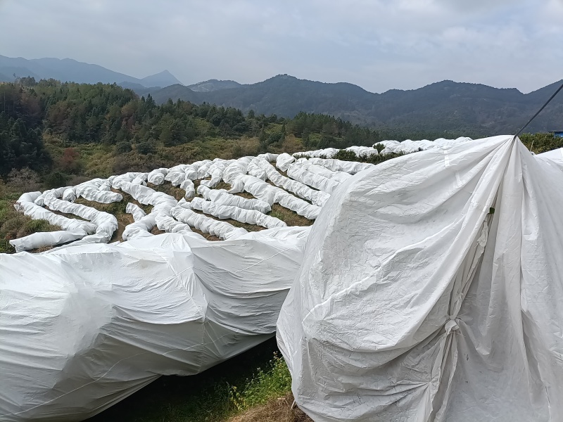砂糖橘