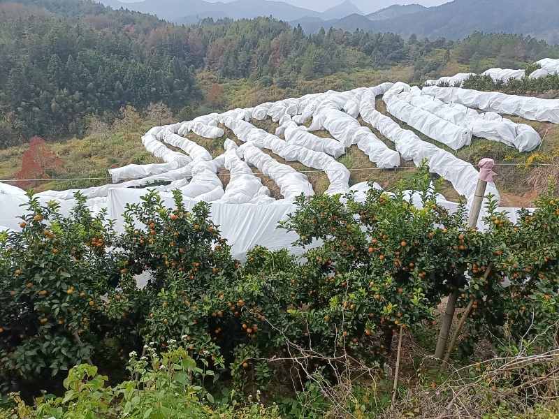 砂糖橘
