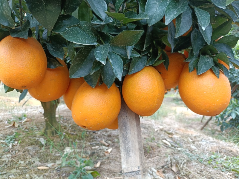砂糖橘