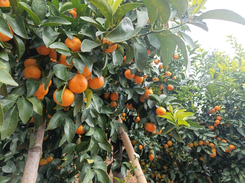 砂糖橘