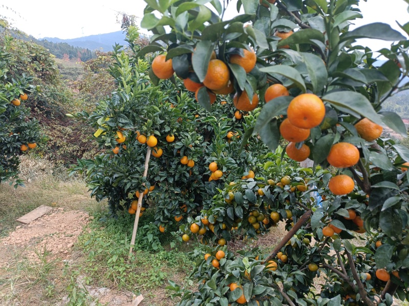 砂糖橘