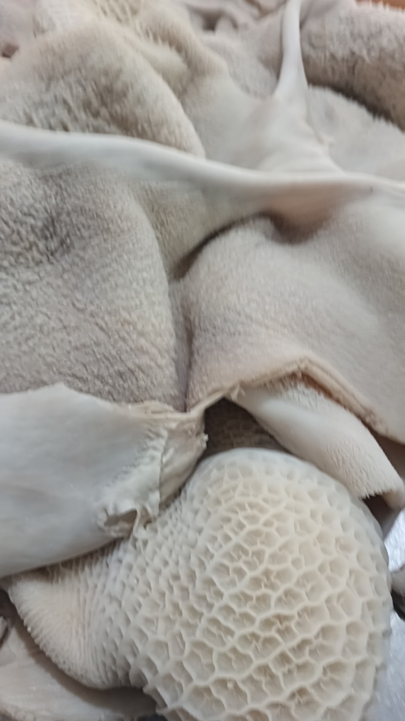 全熟牛肚