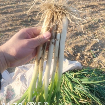 长白黄分葱