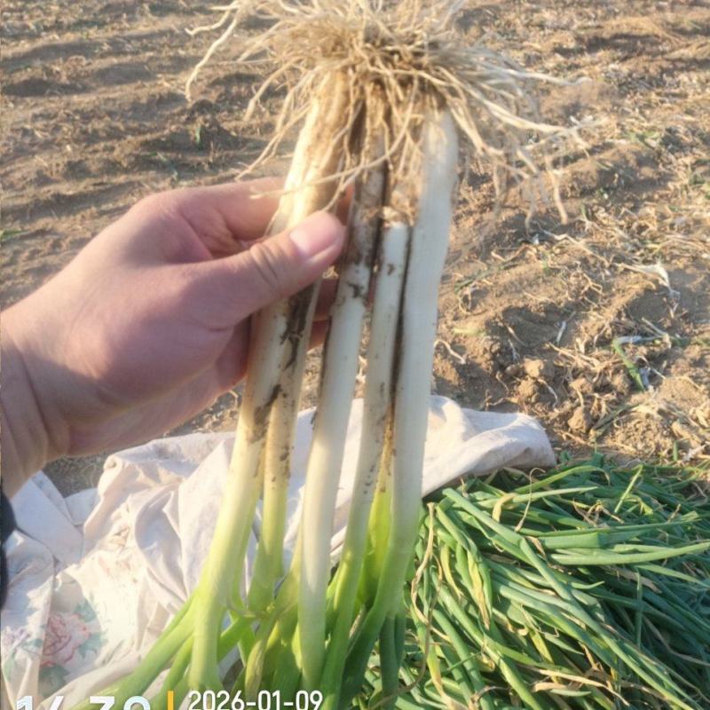 长白黄分葱