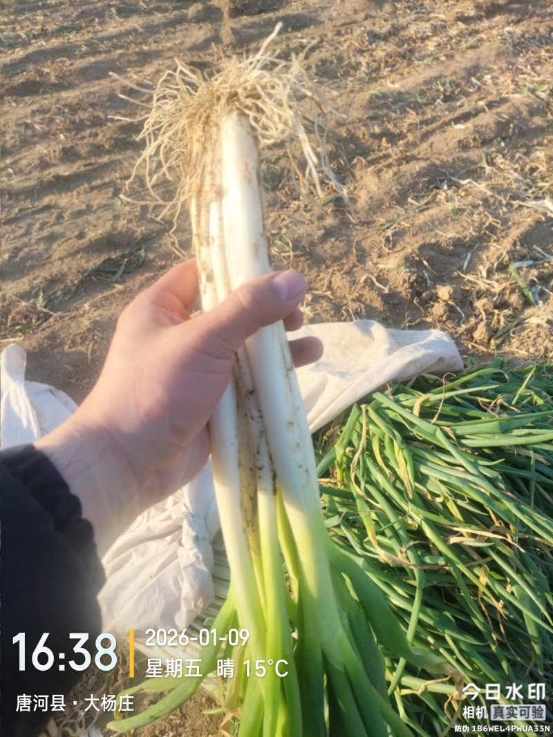 长白黄分葱
