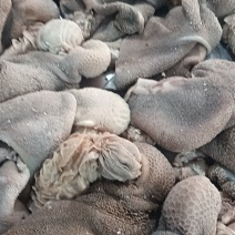 【熟食羊肚】