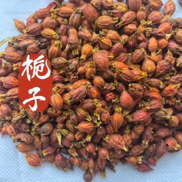 栀子小栀子江西栀子新货东弘药业一手货源现货供应