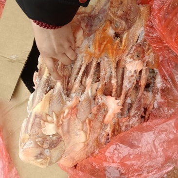低价出售二级老母鸡7-8-9只