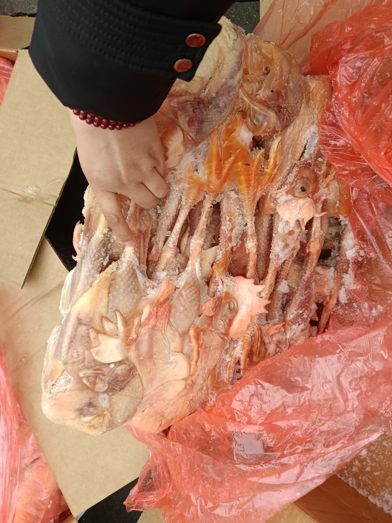 低价出售二级老母鸡7-8-9只