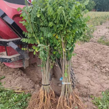 找紫穗槐苗、刺槐或杯苗？川姐大量供应，规格多样，品质保证