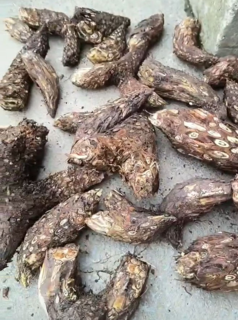 薇菜根药材