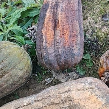 丝瓜络