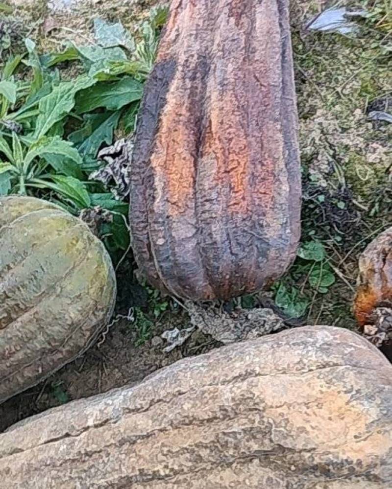 丝瓜络