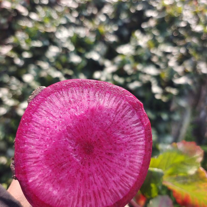 胭脂萝卜