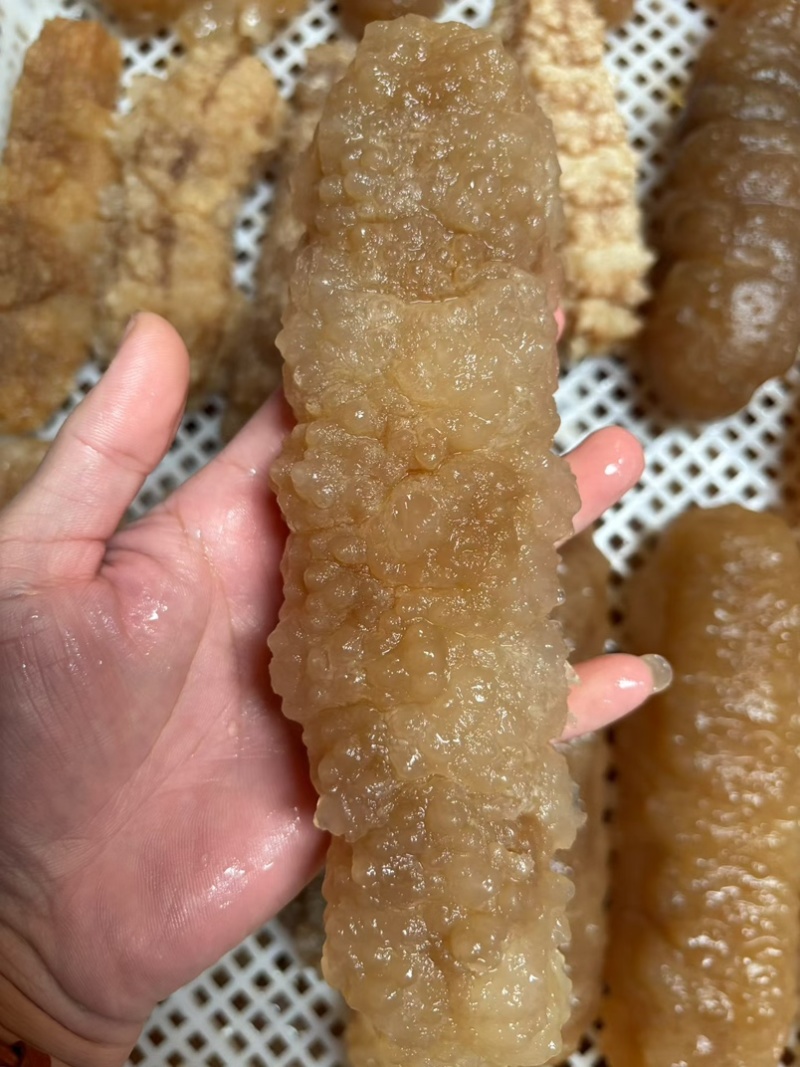 高质量黄玉参