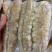 高质量黄玉参