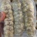 高质量黄玉参