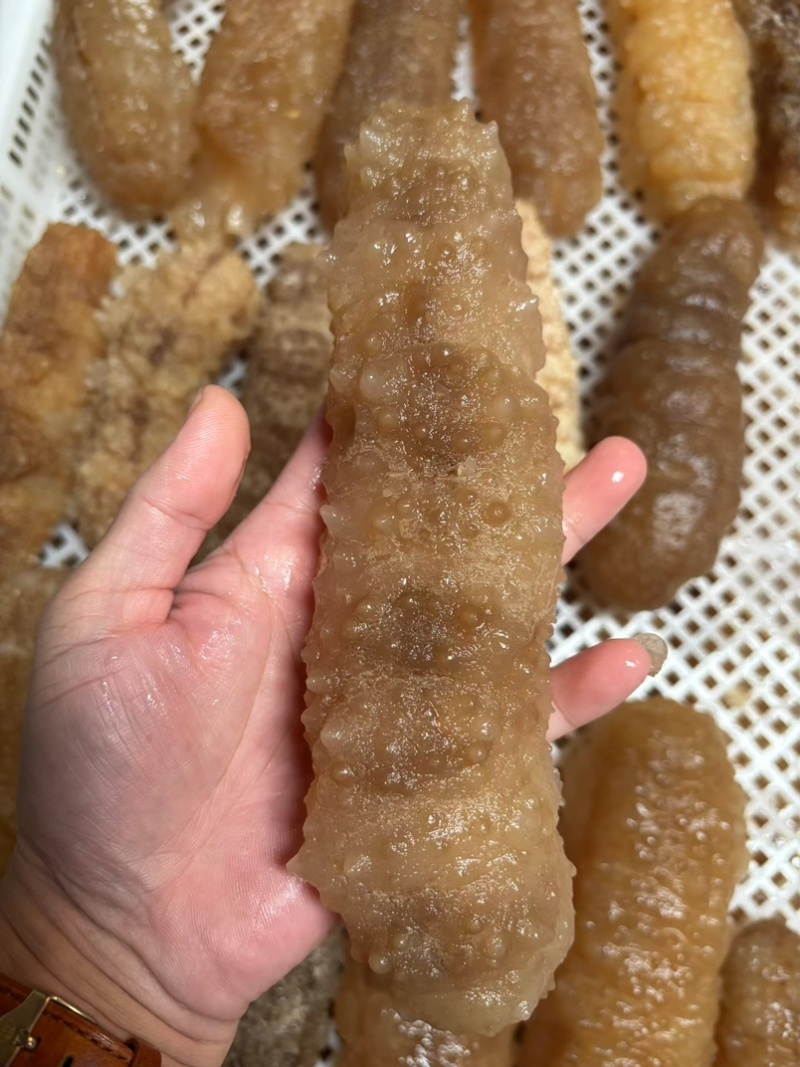 高质量黄玉参