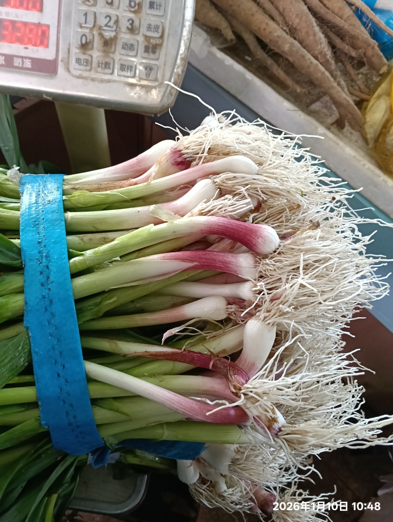 蒜苗.....价格可以商谈