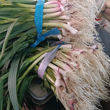 蒜苗.....价格可以商谈