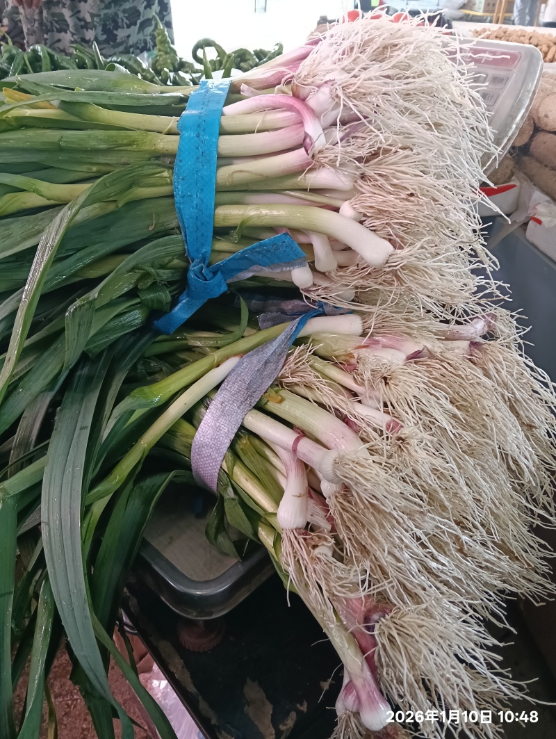 蒜苗.....价格可以商谈