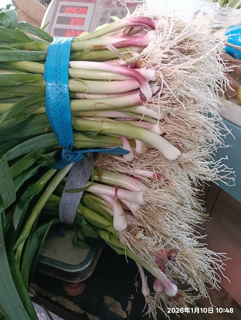 蒜苗.....价格可以商谈