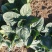 爬地菠菜