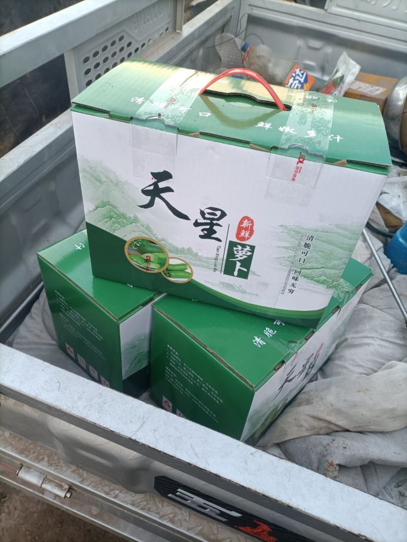 沙窝萝卜天星2号