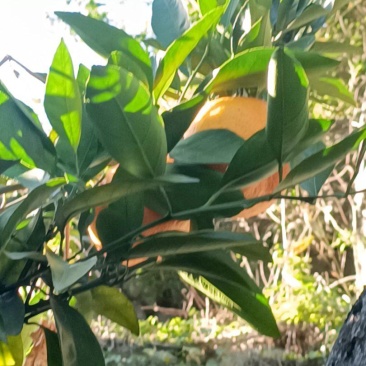 夏橙